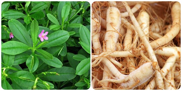 Rau sâm đất có công dụng gì?