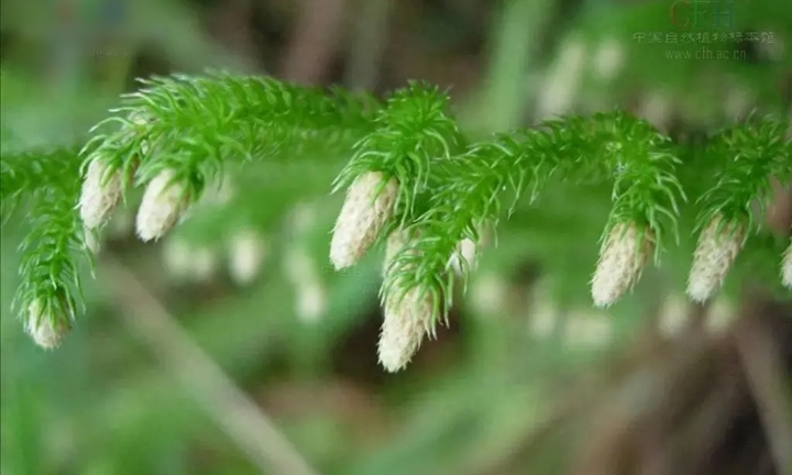 Cây 'rồng qua núi' xưa ít ai để ý, nay có tiền chưa chắc mua được 