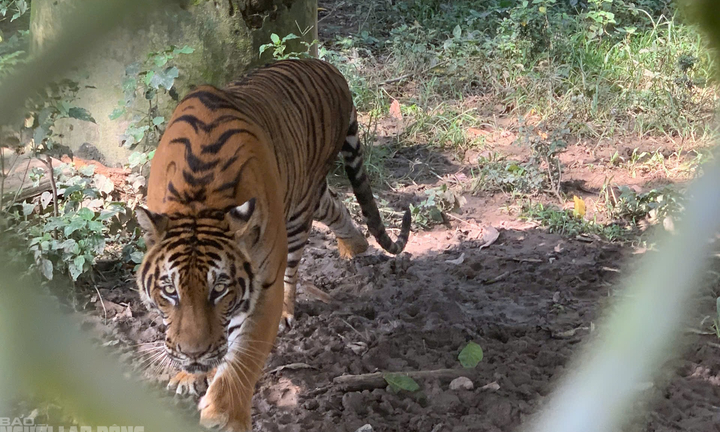 Hai con hổ chết ở trang trại nuôi nhốt không phép ở Thanh Hóa