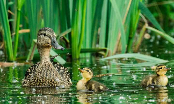 Vì sao vịt không sợ mưa bão?