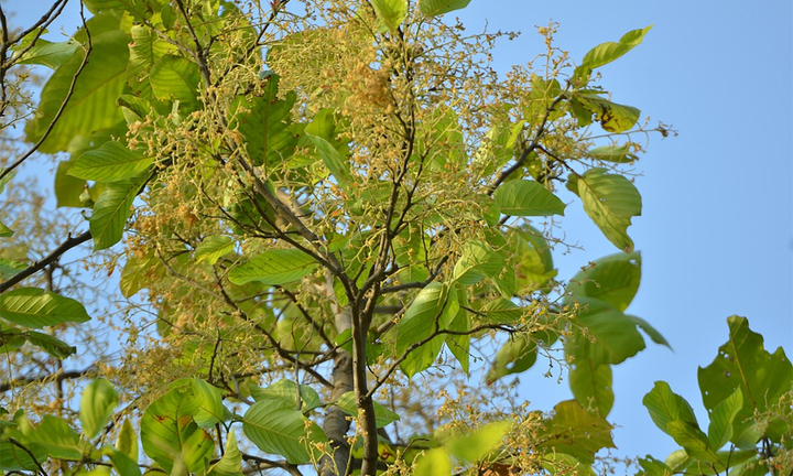 Cây sala có ý nghĩa gì?