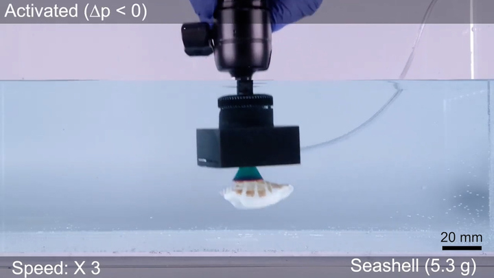 Ấn tượng sức mạnh của thiết bị dính dưới nước lấy cảm hứng từ bạch tuộc 