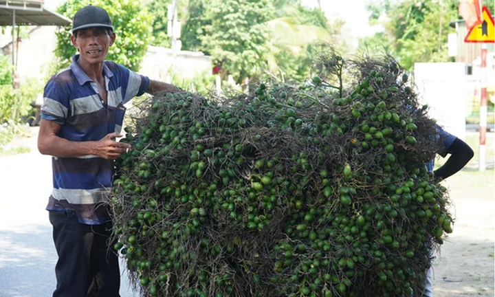 Vì sao giá 1 tấn cau tươi bằng cả lượng vàng?