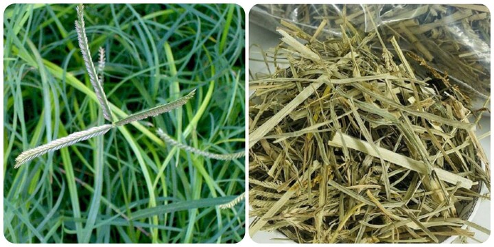 Cỏ mần trầu phơi khô có tác dụng gì?