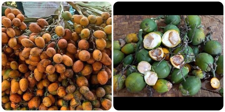 Quả cau có tác dụng gì?