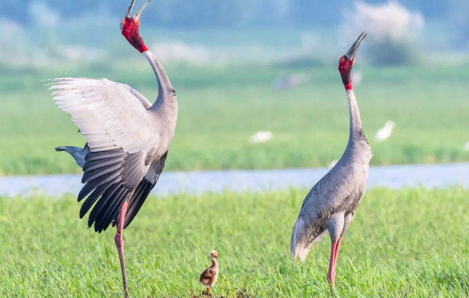 Chiêm ngưỡng màn thu hút bạn đời cầu kỳ của sếu đầu đỏ 