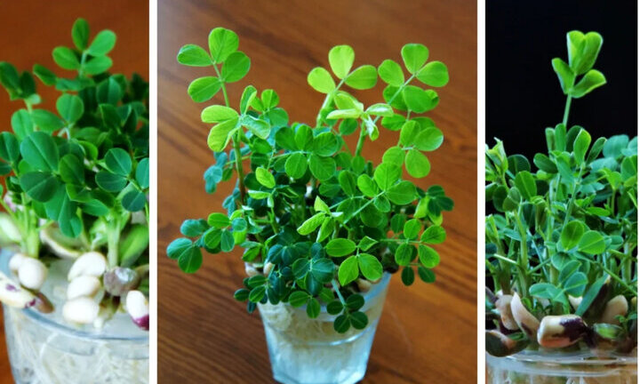 Cách trồng cây cảnh thủy canh từ vài hạt đậu phộng