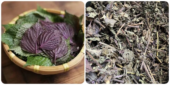 Các bài thuốc chữa bệnh từ lá tía tô thường gặp