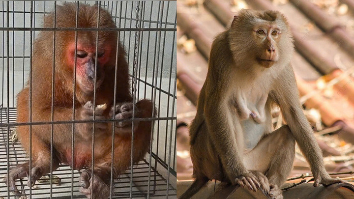 Hai con khỉ quý hiếm đi lạc vào nhà dân ở Kon Tum