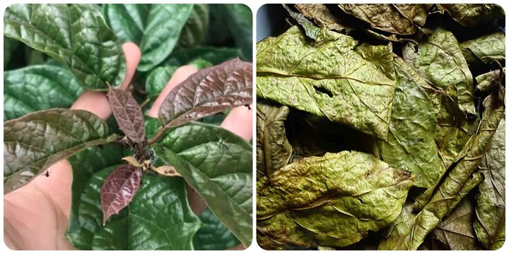 Uống lá xạ đen tươi hay khô thì tốt?