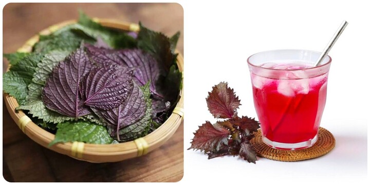 Những bệnh nào không nên uống nước lá tía tô?
