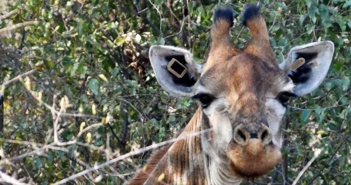 Vườn quốc gia gây bất ngờ với thiết bị lạ gắn trên tai động vật hoang dã