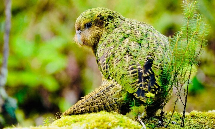 Ngắm nhìn loài vẹt béo nhất thế giới, chỉ biết trèo và không thể bay