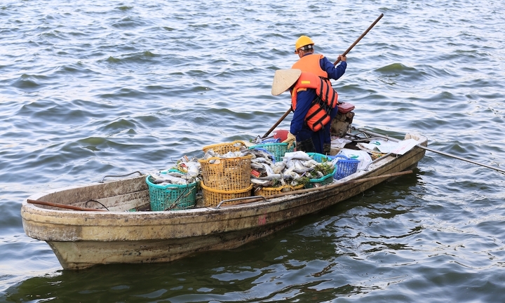 Kiến nghị đánh tỉa bớt cá ở Hồ Tây