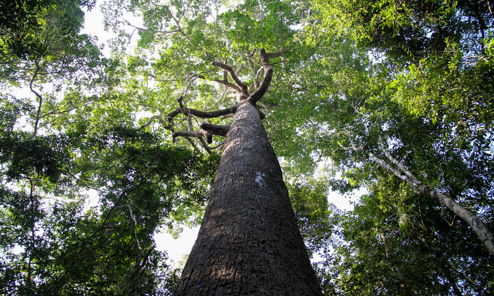 Vườn Quốc gia Lò Gò - Xa Mát, 'lá phổi xanh' của Tây Ninh