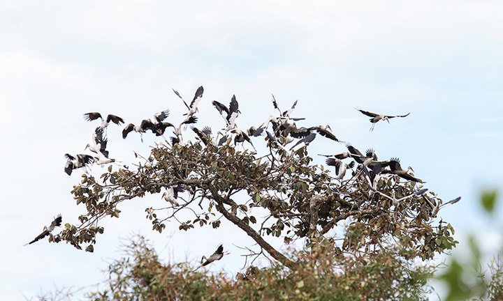 Phát triển du lịch Vườn Quốc gia Lò Gò - Xa Mát gắn với bảo tồn 