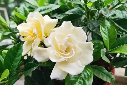 Trồng cây dành dành lưu ý 3 điều này để cây khỏe, hoa nở quanh năm