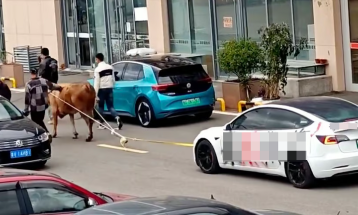 Không thể sạc điện, chủ xe Tesla tức giận dùng bò kéo xe giữa đường