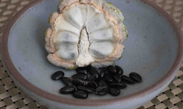 Bí quyết diệt sâu bọ bằng hạt na