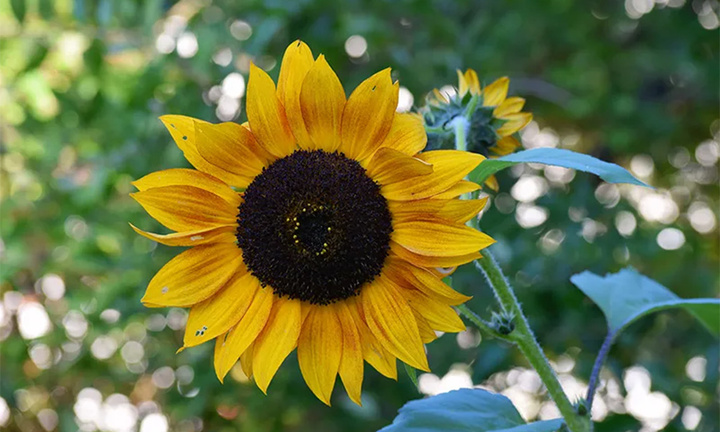 Vì sao ít người trồng hoa hướng dương trước nhà?