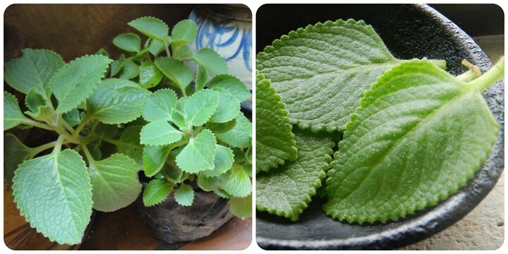 Cách sử dụng lá húng chanh tốt cho sức khoẻ