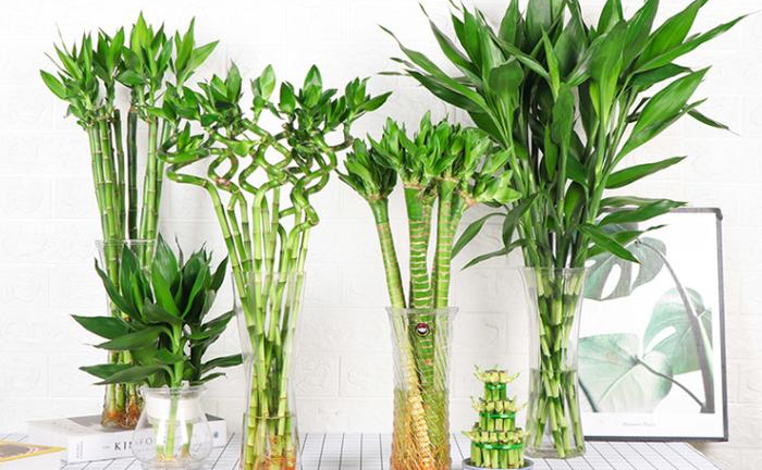 Đặt cây phát tài phát lộc trên bàn thờ, nên để mấy cây?