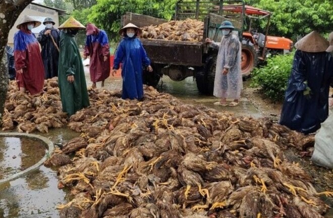 Sau đêm lũ, đàn gà 6.000 con chỉ còn vài con thoi thóp