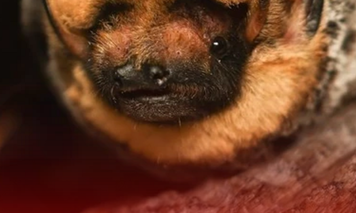 Độc lạ cuộc thi nhan sắc loài dơi dịp Halloween ở Mỹ