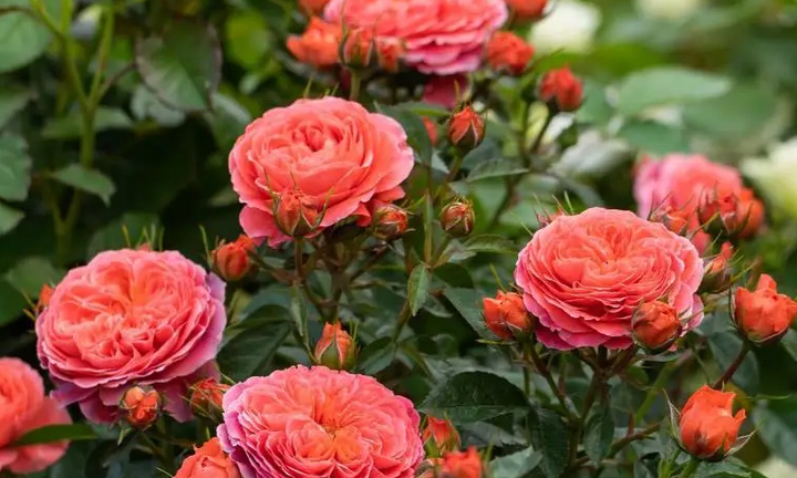 Cách cắt tỉa cây hoa hồng để một cành sinh nhiều nụ, bông to rực rỡ