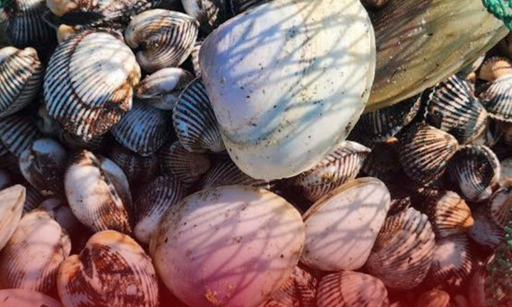 Hàng tấn 'lộc biển' dạt vào vùng biển huyện Lộc Hà (Hà Tĩnh)