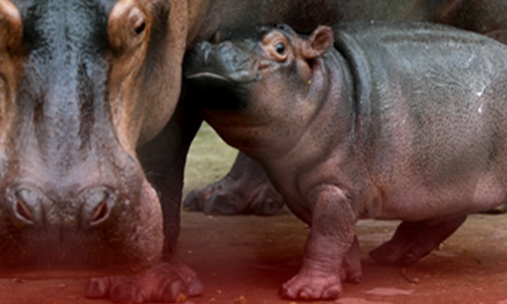 Hà mã 'baby' tại vườn thú Hà Nội hot rần rần mạng xã hội 