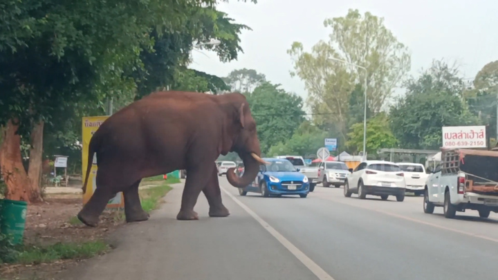 Voi hoang dã 'đại náo' đường phố Thái Lan