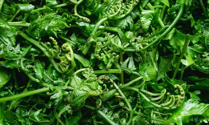 Loại cây mọc dại ở bờ bụi nhưng chứa đầy dưỡng chất quý