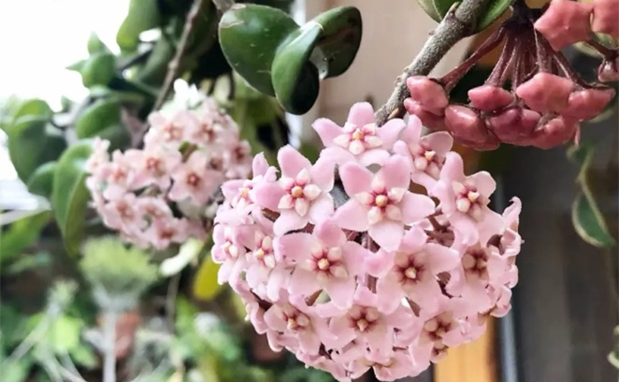 Trồng lan cẩm cù nhớ 4 mẹo này để hoa nở liên tục, phủ kín ban công