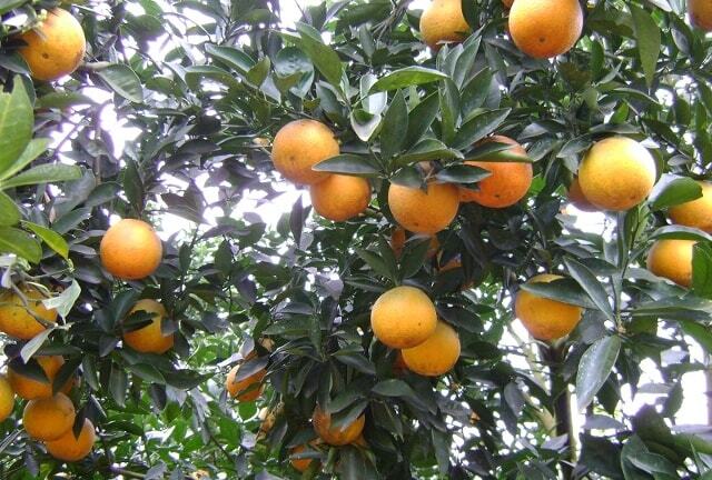 Mẹo nhận biết cam Vinh chuẩn