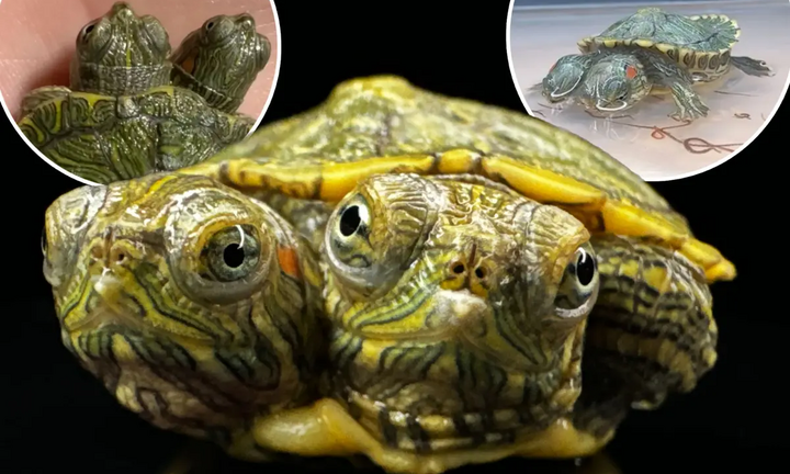 Chú rùa hai đầu sống sót kỳ diệu bất chấp dị tật