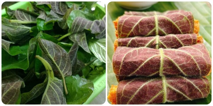 Các bài thuốc chữa bệnh từ lá mơ lông