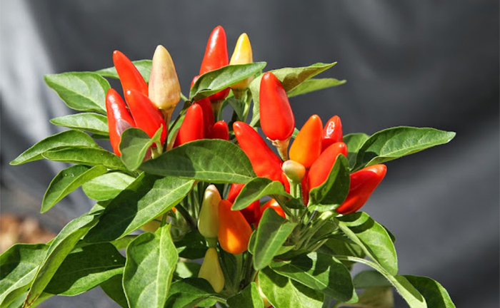 Cách trồng ớt từ hạt, sau hai tháng hái quả mỏi tay