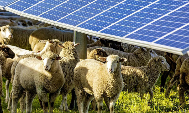 Nuôi cừu trong trang trại điện mặt trời, điều bất ngờ xảy ra