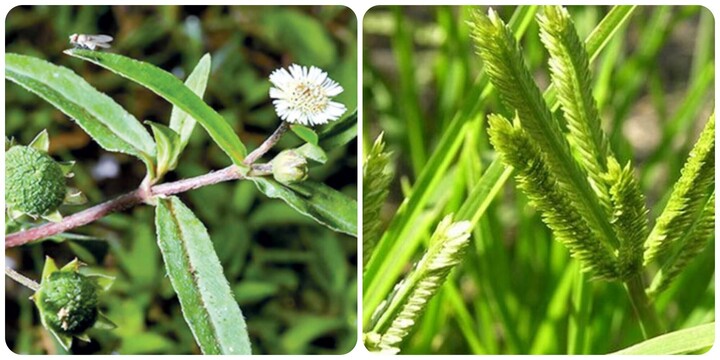 5 loại cỏ mọc dại ven đường là cây thuốc được Bộ Y tế công nhận