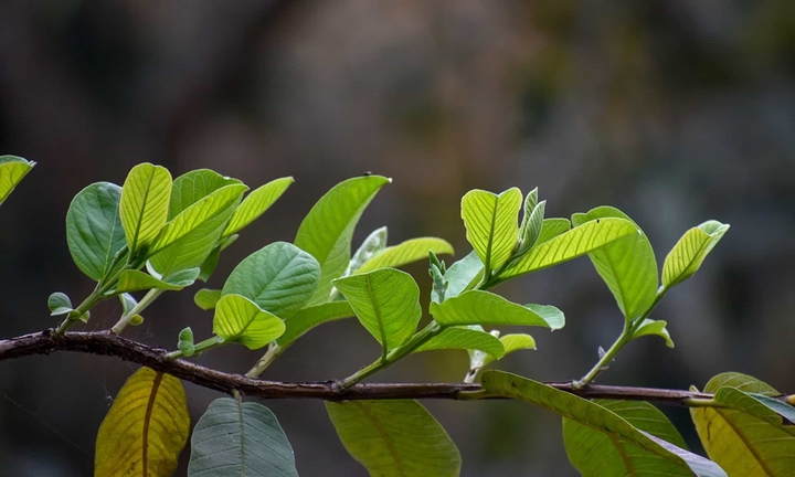 7 lợi ích bất ngờ từ lá ổi không phải ai cũng biết