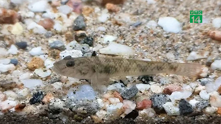 Cận cảnh loài cá tí hon nghìn năm tuổi trong truyền thuyết