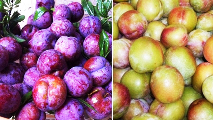 Mẹo phân biệt mận Sapa và mận Trung Quốc