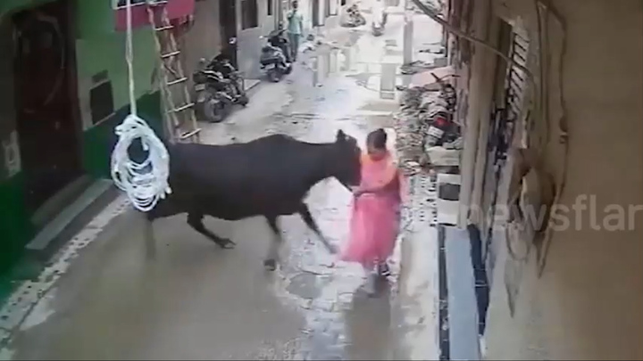 Người phụ nữ bình tĩnh ứng phó khi bị bò 'điên' tấn công giữa đường phố 