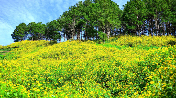 Hoa dã quỳ nhuộm vàng rực rỡ khắp cung đường trên cao nguyên Lâm Đồng
