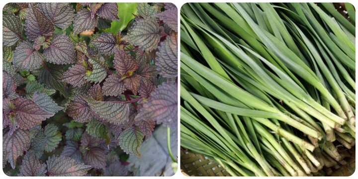 5 loại rau gia vị trong vườn được sử dụng làm thuốc