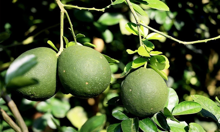 Bà Rịa - Vũng Tàu đẩy mạnh xây dựng mã số vùng trồng, truy xuất nguồn gốc