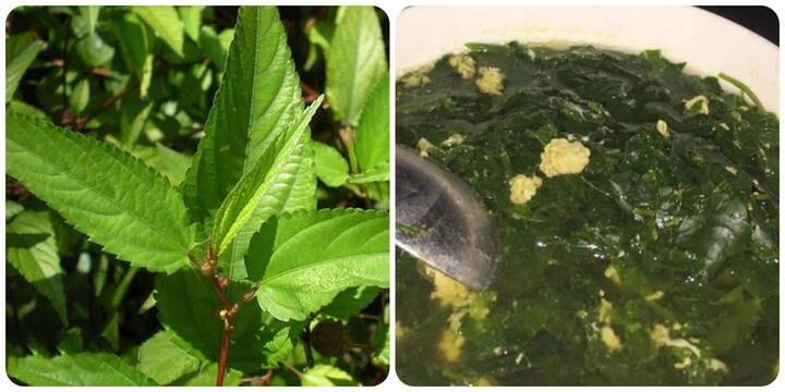 6 loại rau vừa nấu canh ăn hàng ngày vừa làm thuốc chữa bệnh