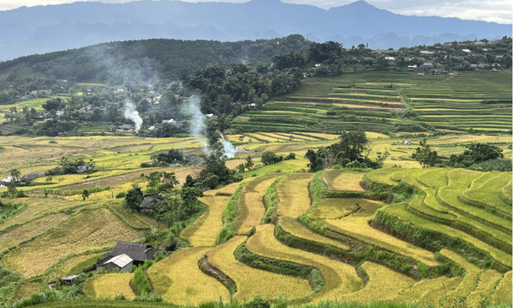 Tả Lèng mùa vàng: Bức tranh thiên nhiên hòa quyện nét đẹp lao động người Mông