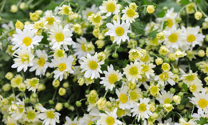 'Đặc sản' Hà Nội tăng giá gấp đôi, khách vẫn chịu chơi lùng mua